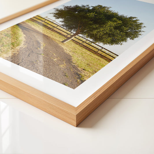 Baumallee Zaun Schattenspiele