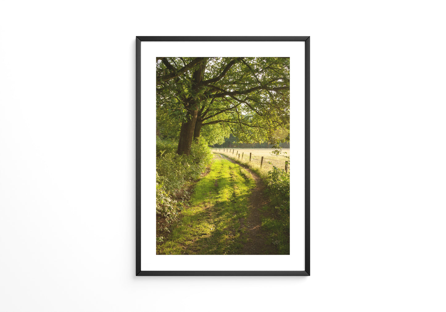 Waldweg im Sonnenlicht
