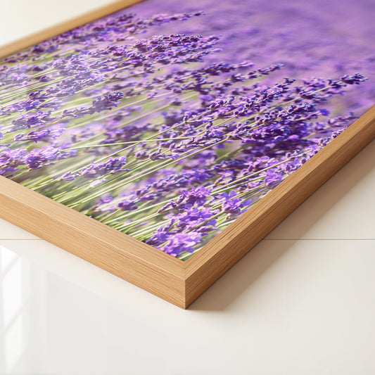 Lavendelfeld Lila Meer