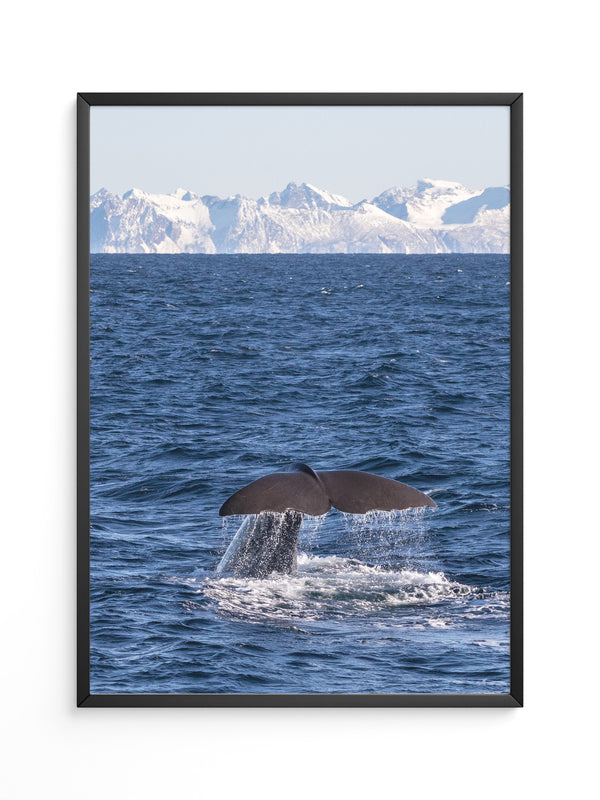 Walflosse Ozean Berge