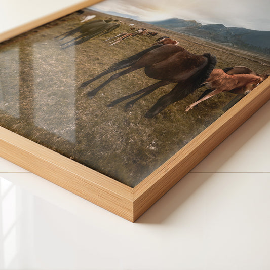 Islandpferde Weite Sonnenuntergang