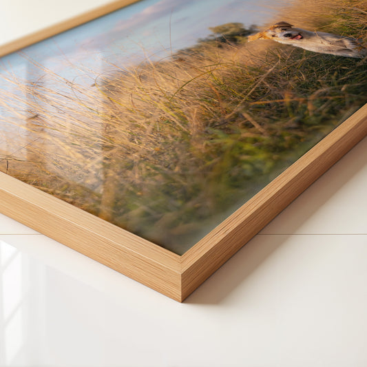 Hund im hohen Gras Sonnenuntergang