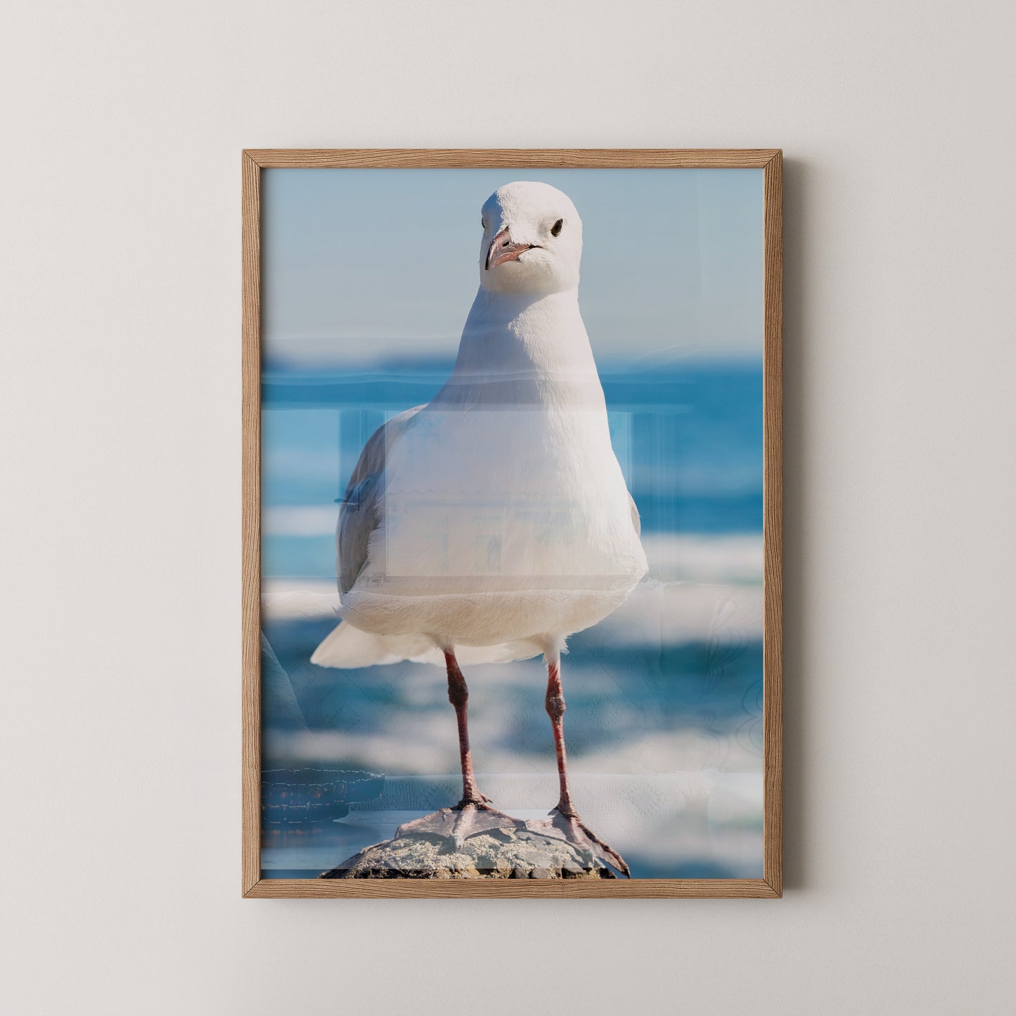 Möwe Küste Nahaufnahme