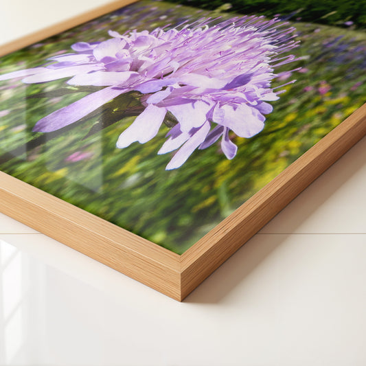 Lila Blume Nahaufnahme