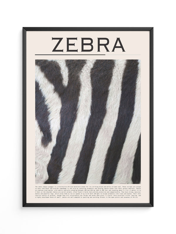 Zebrastreifen Felltextur
