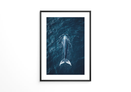 Wal im Ozean Draufsicht