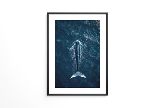 Wal Tiefblau Draufsicht