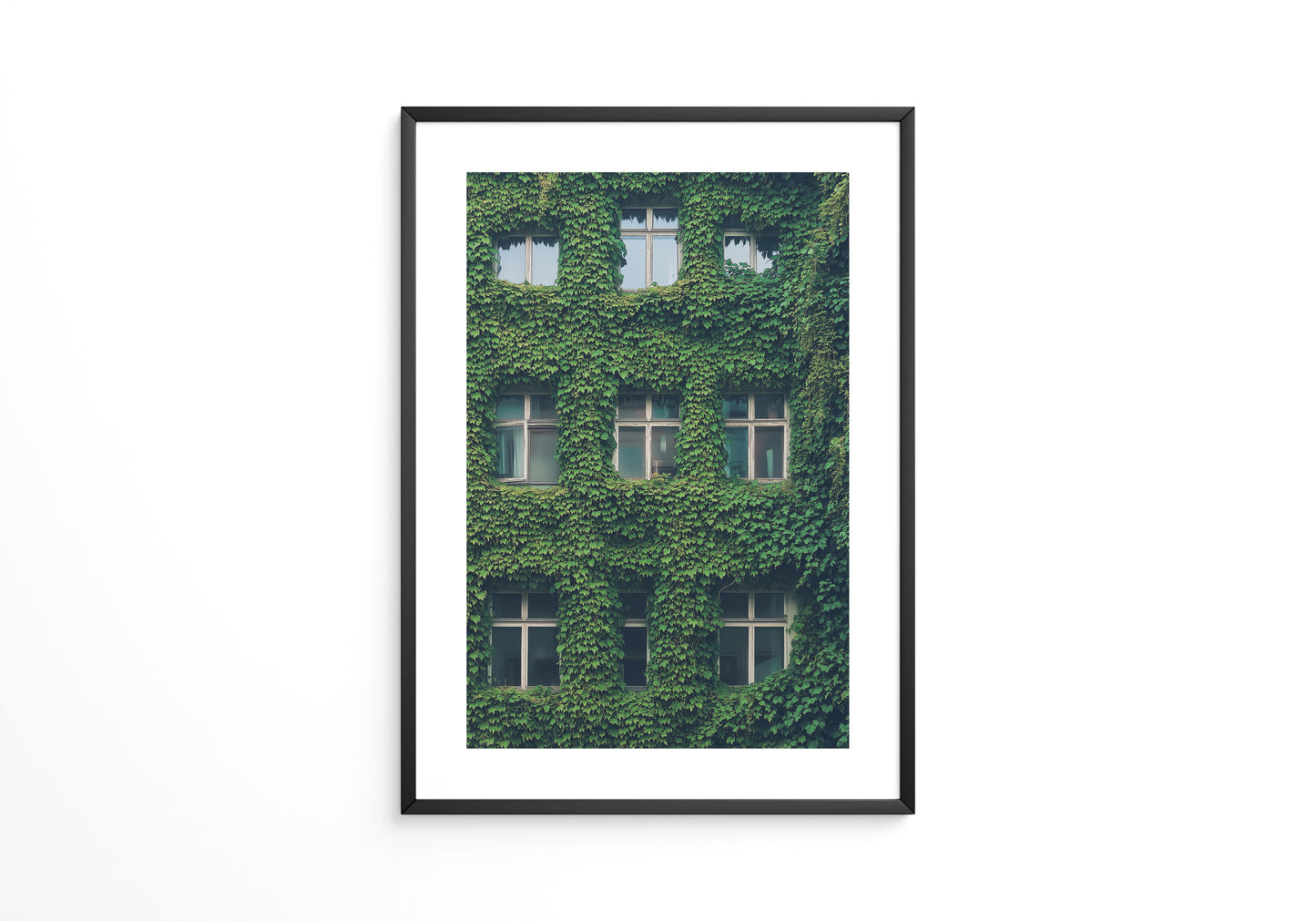 Fenster Fassade grün bewachsen