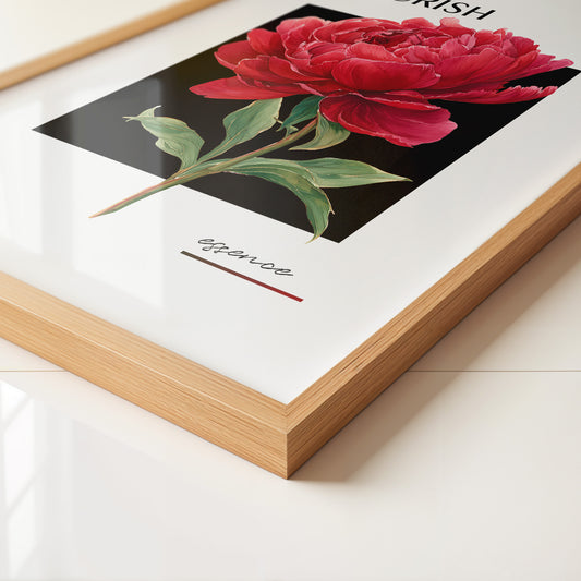 Rote Pfingstrose Schwarz Kontrast