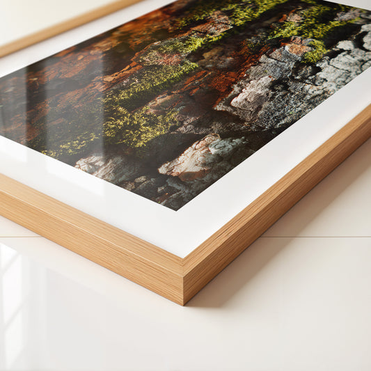 Baumrinde Moos Makroaufnahme