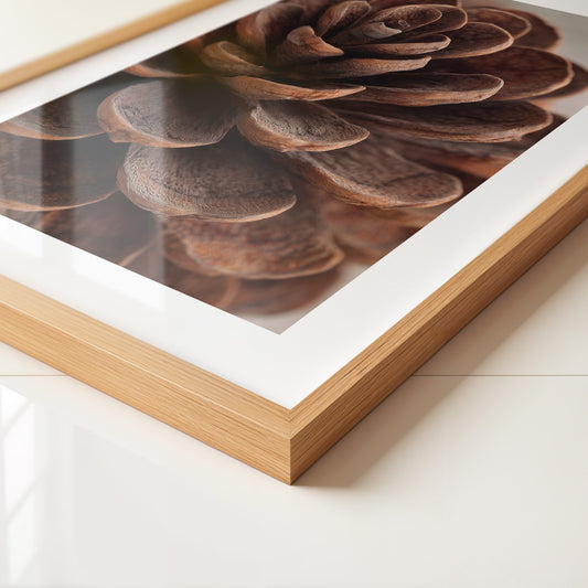 Zapfen Close-up Detailansicht