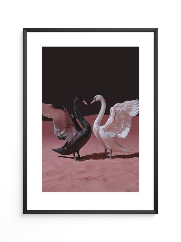 Schwäne Kontrast Rosa Sand