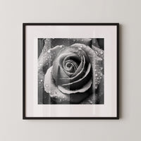 Rose Nahaufnahme Wassertropfen S/W