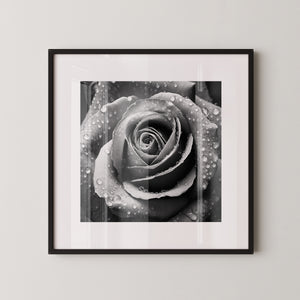 Rose Nahaufnahme Wassertropfen S/W
