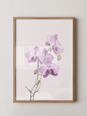 Orchideen Pastell Eleganz