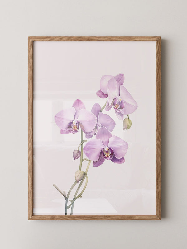 Orchideen Pastell Eleganz