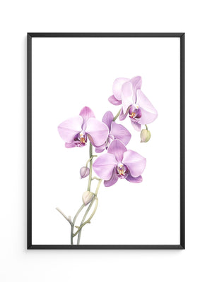 Orchideen Pastell Eleganz