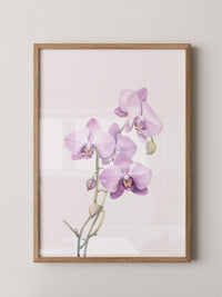 Orchideen Pastell Eleganz