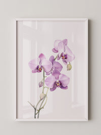 Orchideen Pastell Eleganz