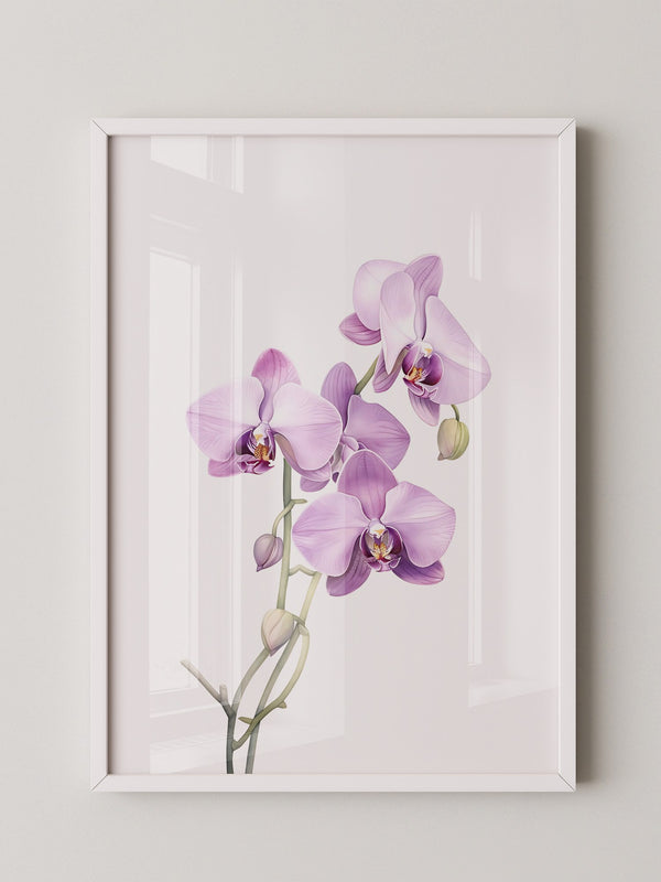 Orchideen Pastell Eleganz