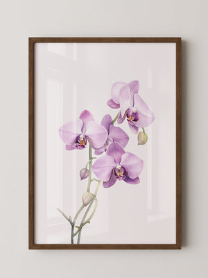 Orchideen Pastell Eleganz