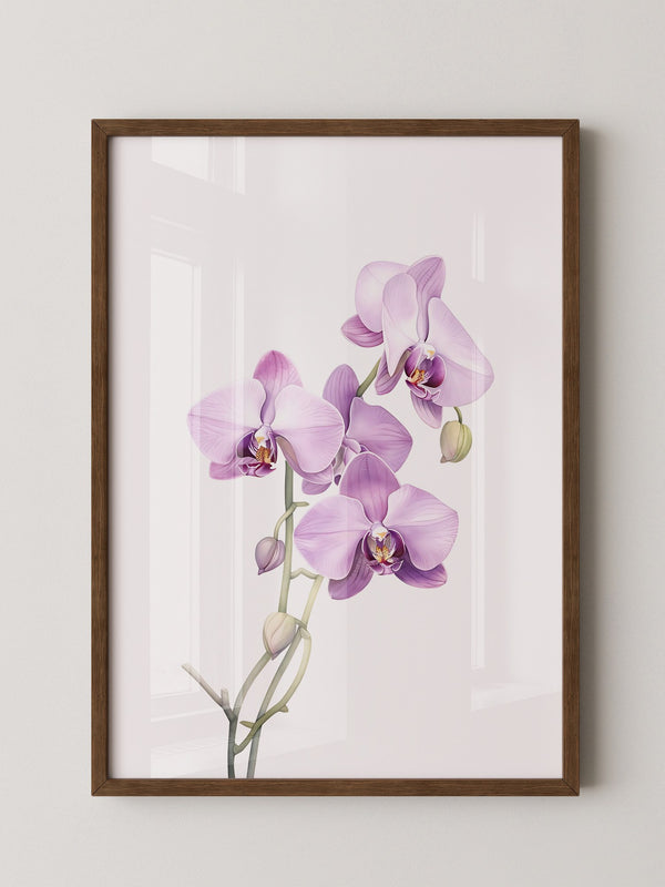 Orchideen Pastell Eleganz