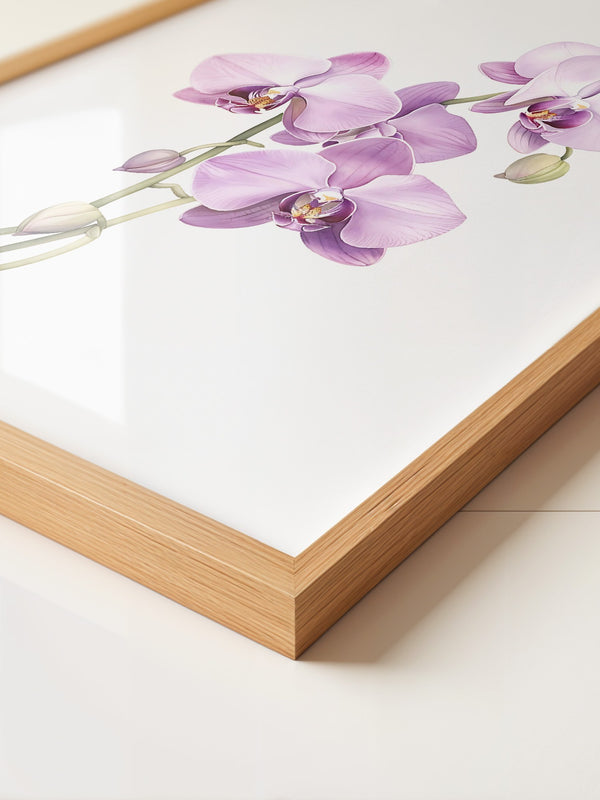 Orchideen Pastell Eleganz