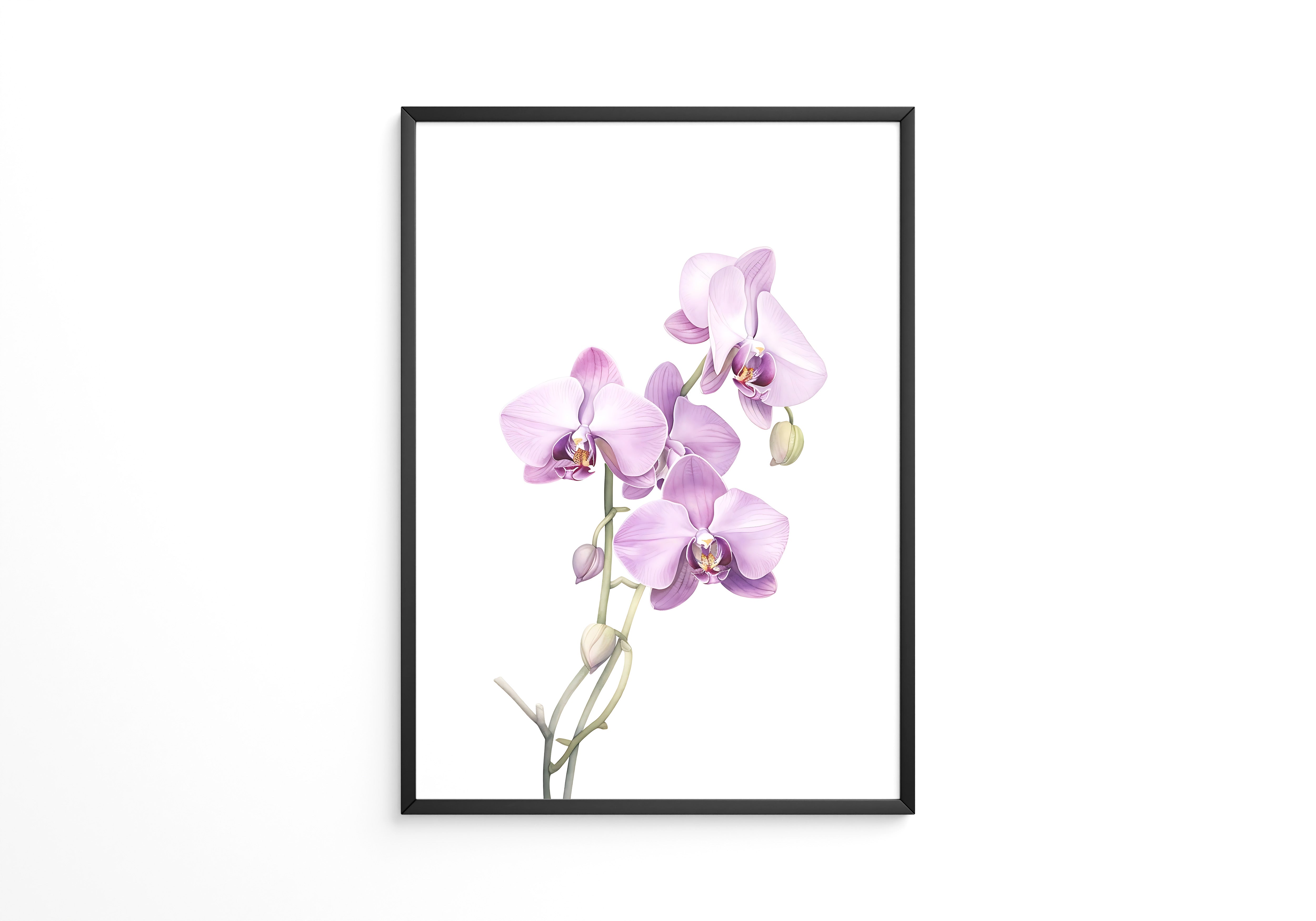 Orchideen Pastell Eleganz