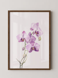 Orchideen Pastell Eleganz