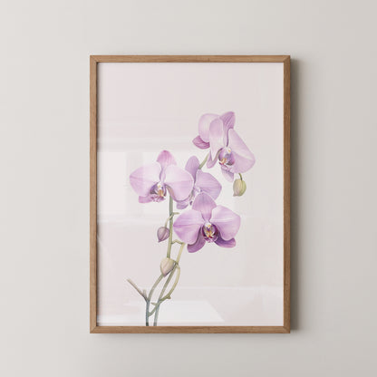 Orchideen Pastell Eleganz