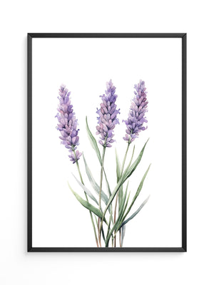 Lavendel Aquarell lila