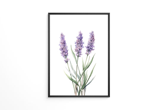 Lavendel Aquarell lila