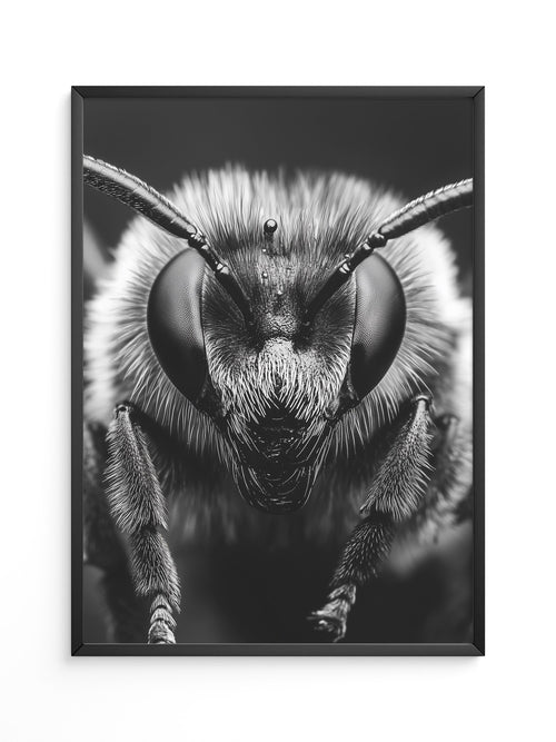 Biene Makro Schwarzweiß
