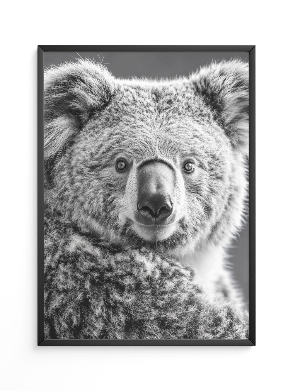 Koala Porträt Schwarzweiß