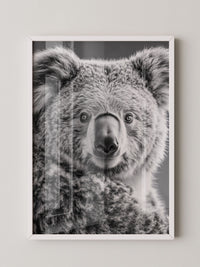 Koala Porträt Schwarzweiß