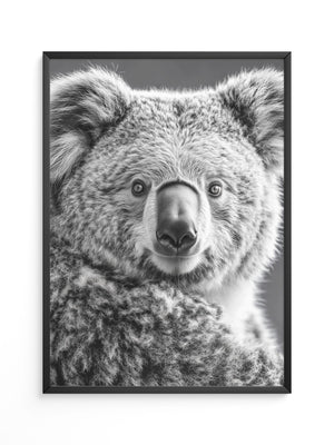 Koala Porträt Schwarzweiß