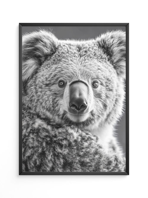 Koala Porträt Schwarzweiß