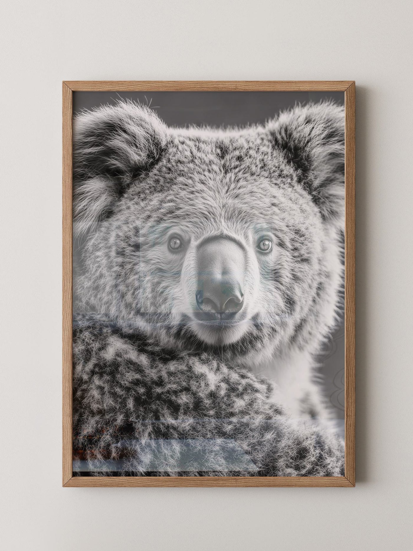 Koala Porträt Schwarzweiß
