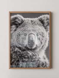 Koala Porträt Schwarzweiß