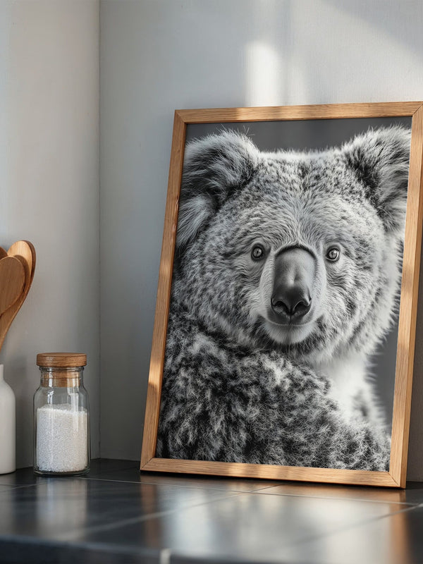 Koala Porträt Schwarzweiß