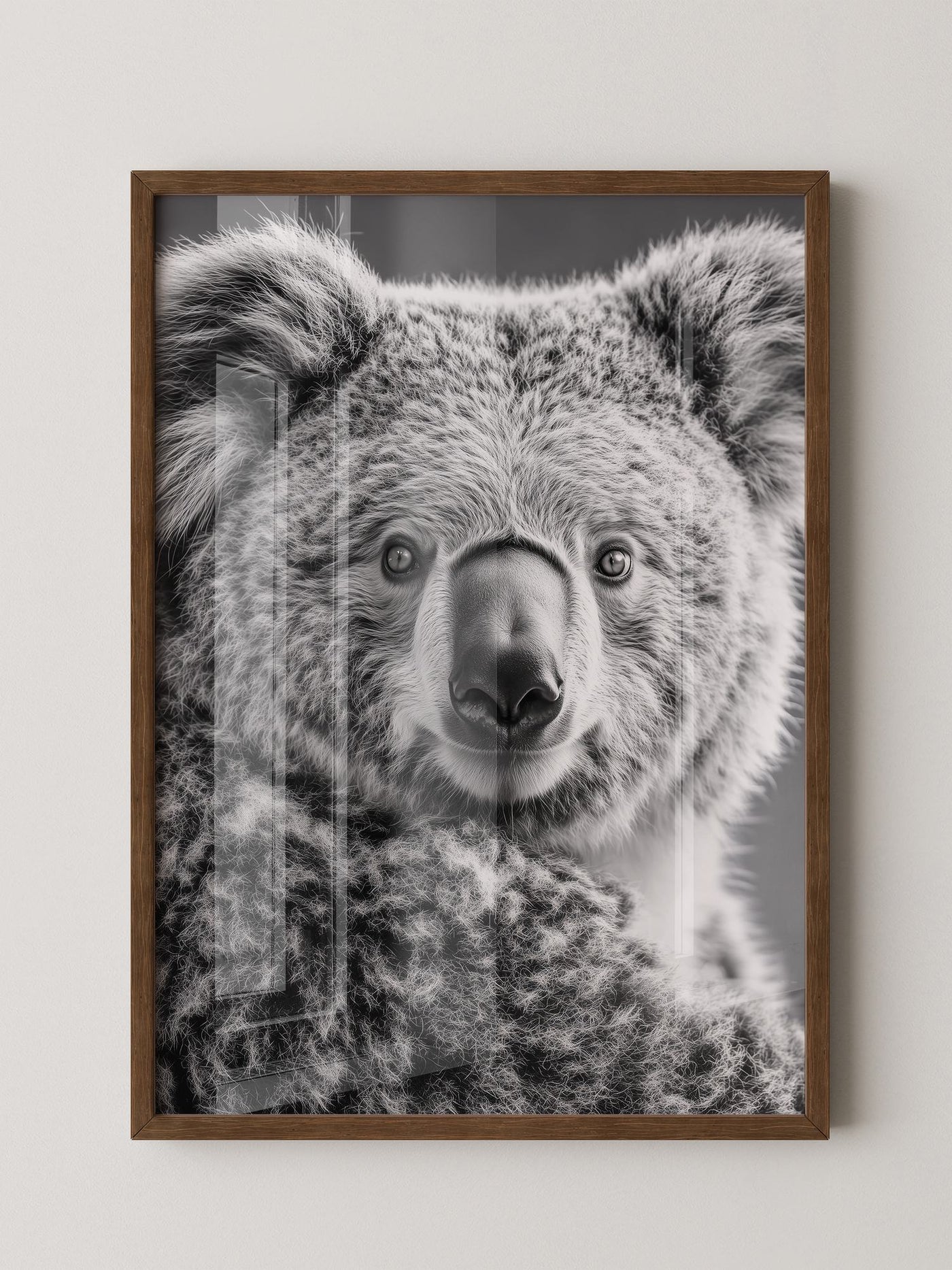 Koala Porträt Schwarzweiß