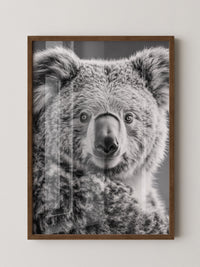 Koala Porträt Schwarzweiß