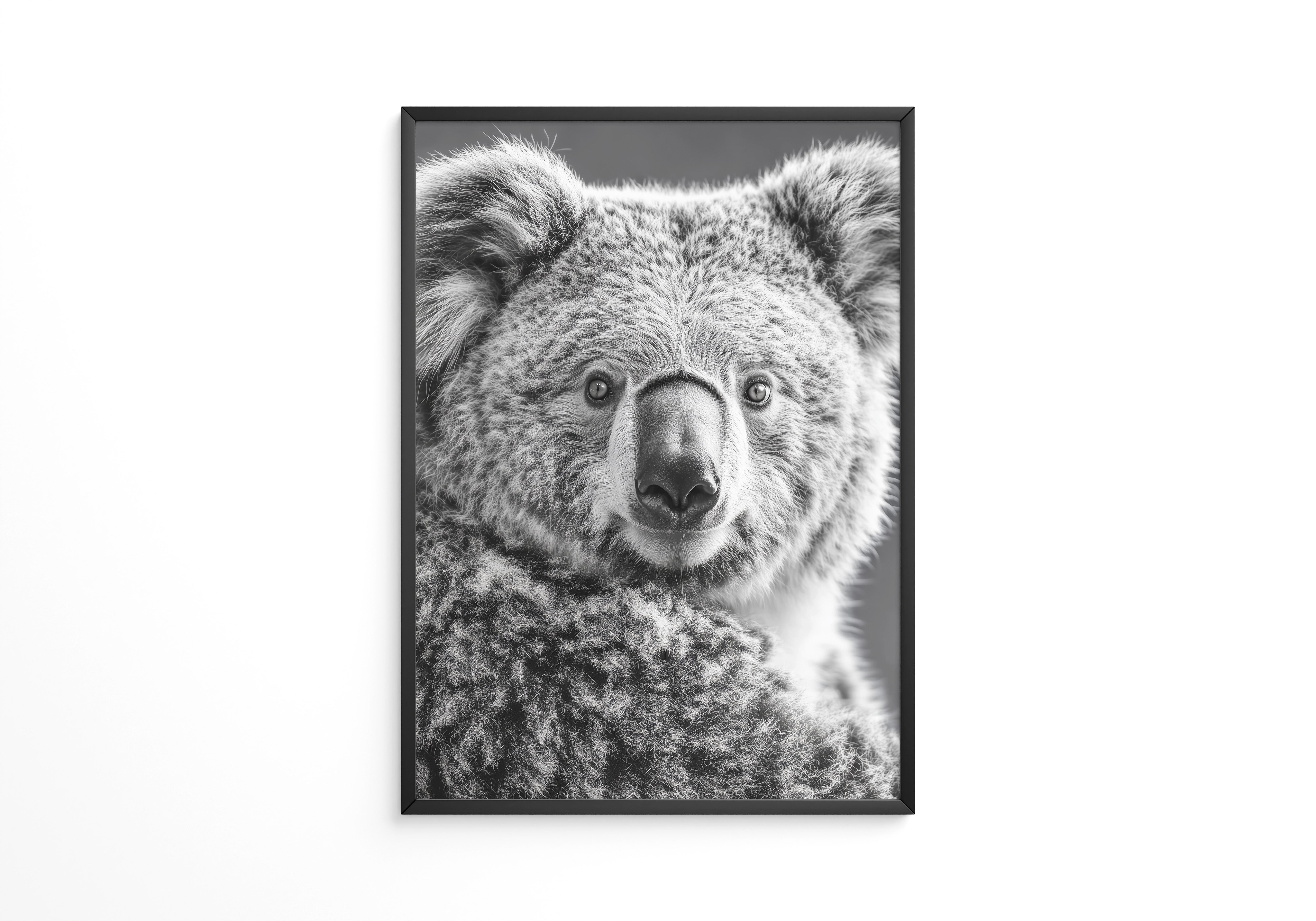 Koala Porträt Schwarzweiß