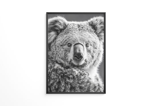 Koala Porträt Schwarzweiß
