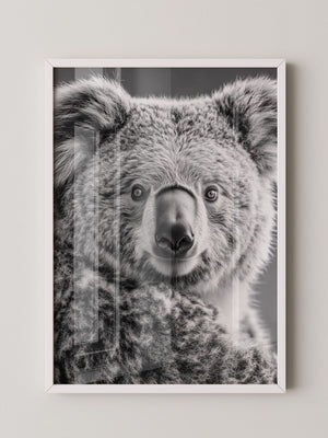 Koala Porträt Schwarzweiß