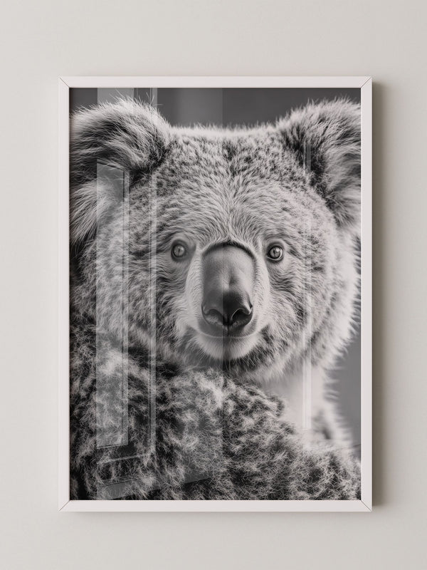 Koala Porträt Schwarzweiß