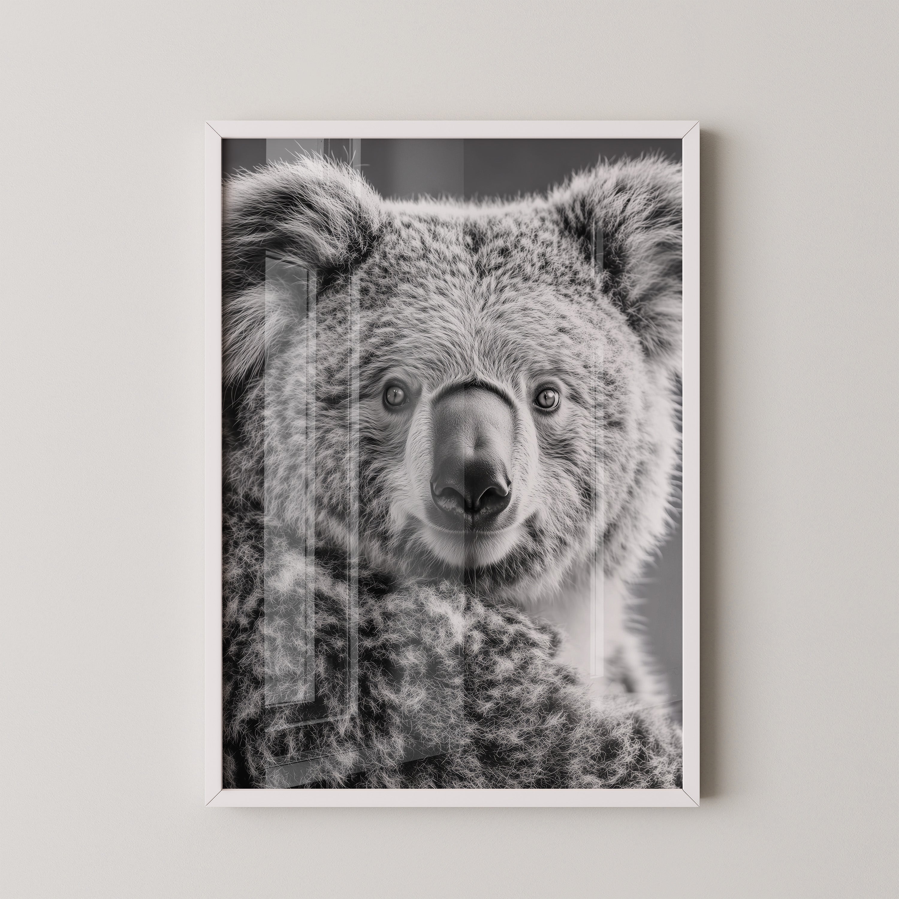 Koala Porträt Schwarzweiß