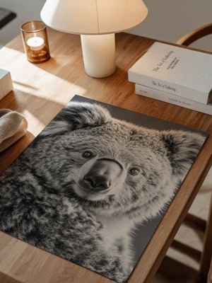 Koala Porträt Schwarzweiß