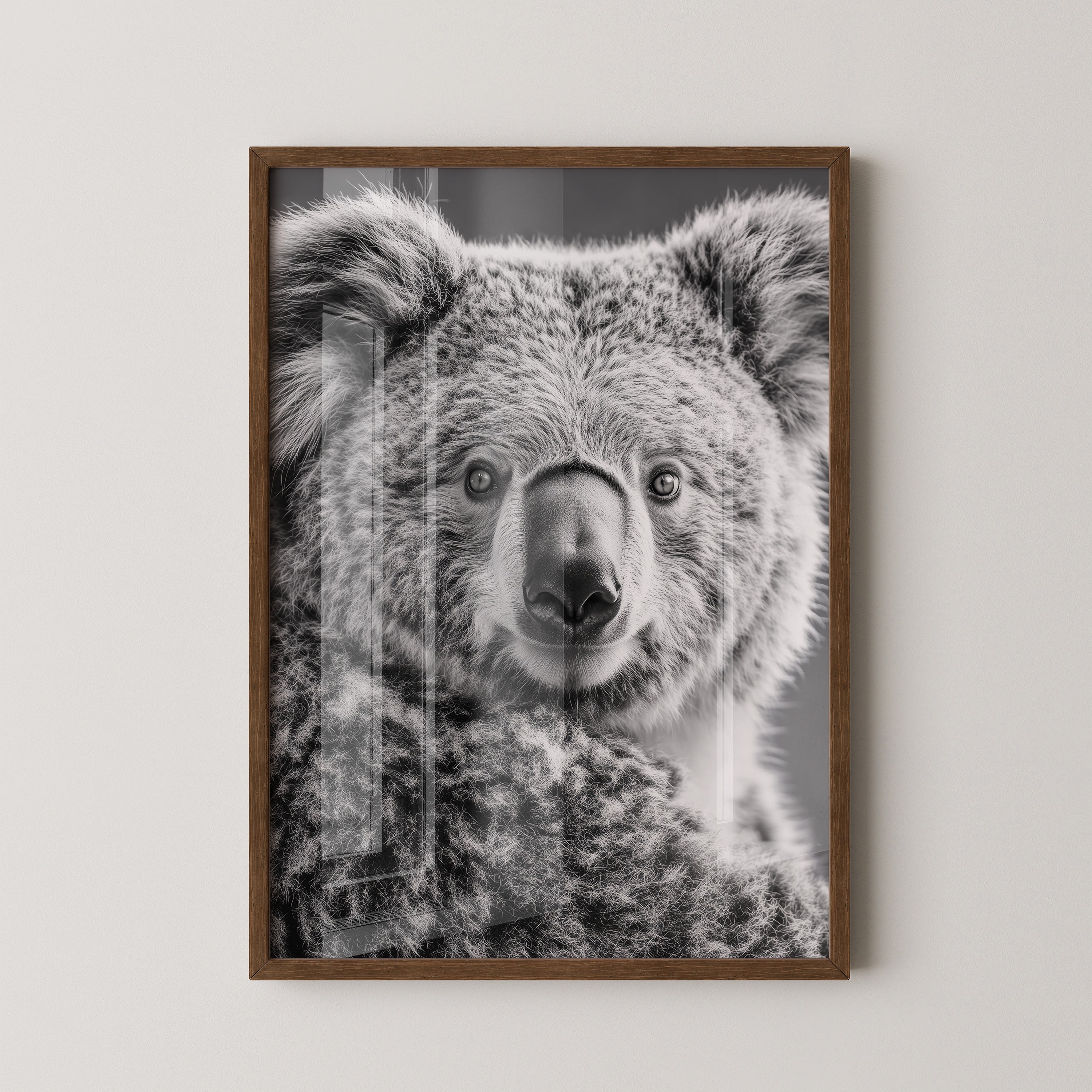 Koala Porträt Schwarzweiß