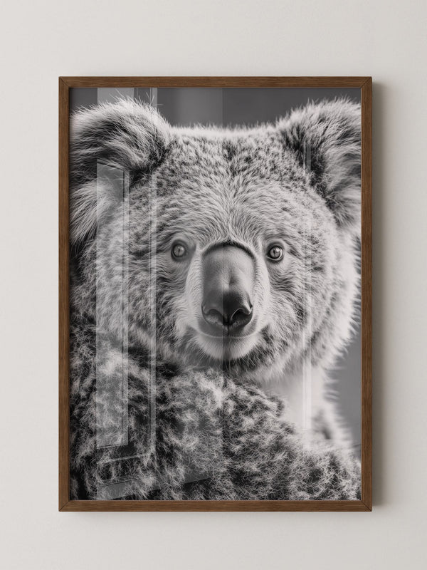 Koala Porträt Schwarzweiß